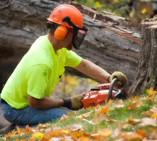 tree services Paul Smiths